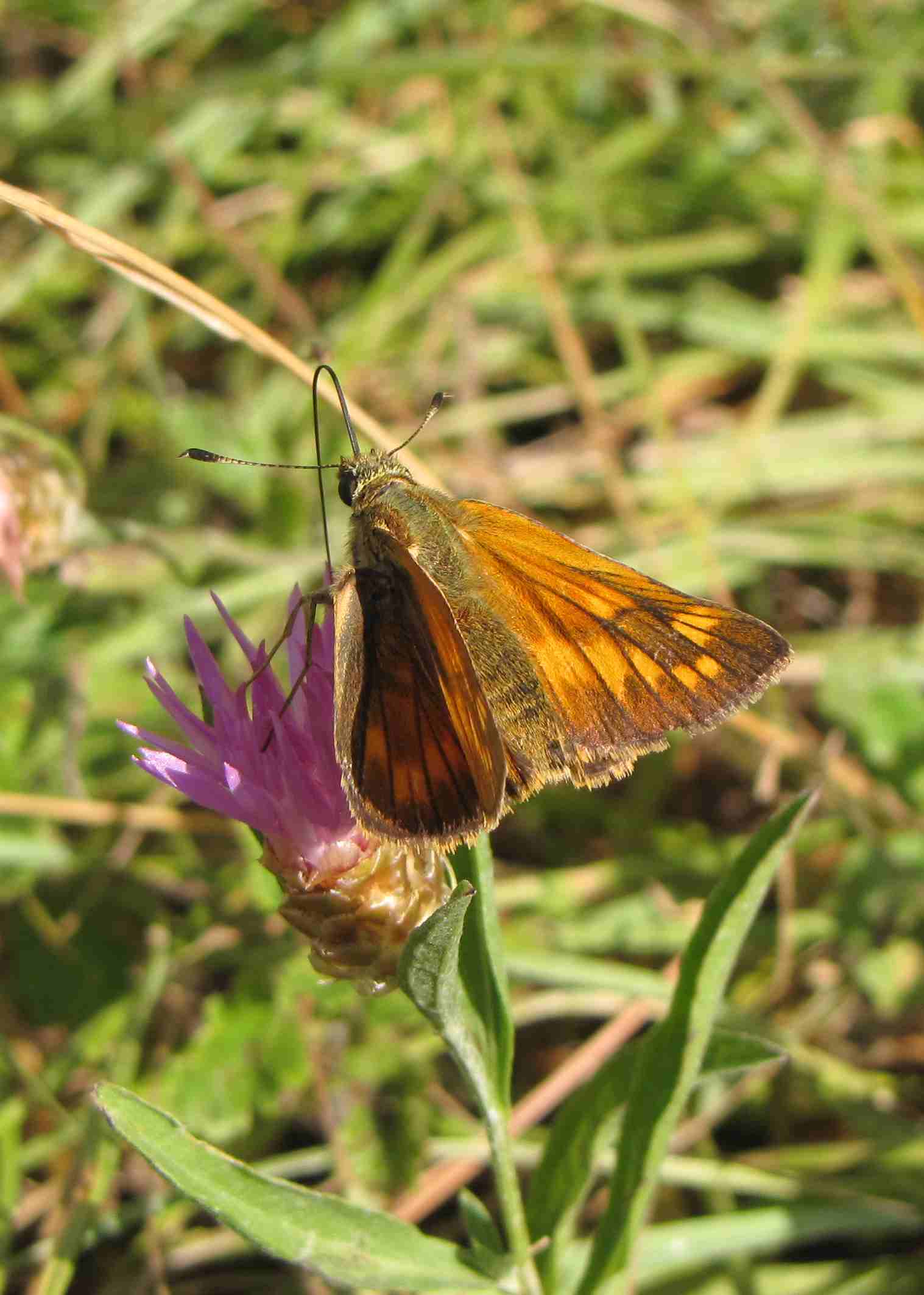 farfalla marche - Ochlodes sylvanus (femmina)